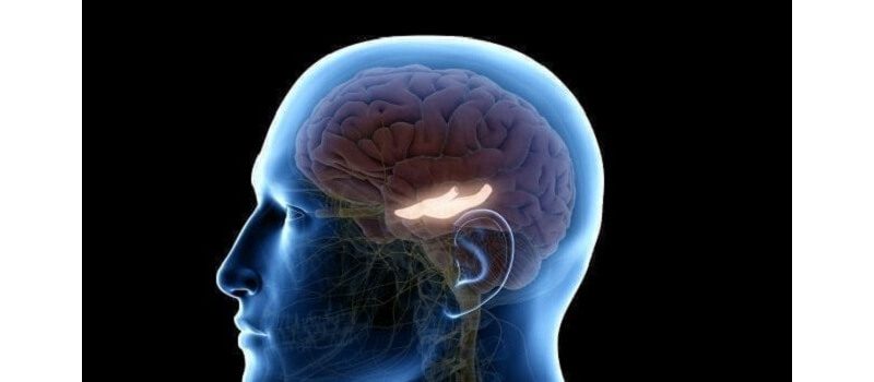 Discovering Brain Mechanism Responsible For Age-Related Memory Loss ...